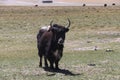 A standing Plateau Yak in Tibet Royalty Free Stock Photo