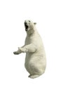 Standing polar bear with an open mouth Isolated