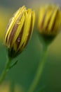 A standing portrait of a closed yellow spannish daisy with some rain or dew drops on it. Behind the flower is another one of the