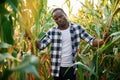 Standing and posing. Young black man is in the cornfield at daytime Royalty Free Stock Photo