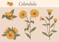 calendula flowers