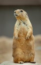 Standing Prairie Dog Royalty Free Stock Photo