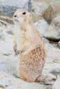 Standing prairie dog Royalty Free Stock Photo