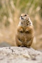 Standing prairie dog Royalty Free Stock Photo