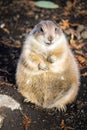 Standing prairie dog Royalty Free Stock Photo