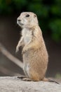 Standing prarie dog Royalty Free Stock Photo