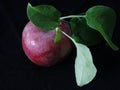 Standing proud, alone, strong, ONE GOOD APPLE, Royalty Free Stock Photo