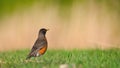 Standing proud American robbin surveys the landscape  in search of food Royalty Free Stock Photo