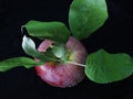 Standing proud, strong, alone, ONE single apple but looks like cherry Royalty Free Stock Photo