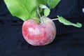 Standing proud, strong, alone, ONE single apple but looks like cherry Royalty Free Stock Photo