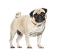 Standing Pug looking at he camera against white background Royalty Free Stock Photo