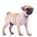 Standing pug puppy dog looking to a side Royalty Free Stock Photo