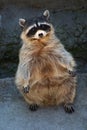 Standing racoon Royalty Free Stock Photo