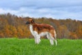 Standing red beautiful russian borzoi dog Royalty Free Stock Photo