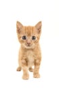 Standing red ginger baby cat walking towards the camera