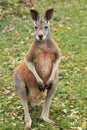 Standing red kangaroo Royalty Free Stock Photo