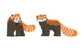 Standing Red Panda as Small Mammal with Dense Reddish-brown Fur and Ringed Tail Vector Set