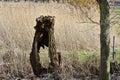 An old tree trunk close to Oss in the Netherlands with the middle section hollowed out Royalty Free Stock Photo