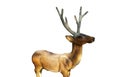 Standing Reindeer resin sculpture isolated on white backgrounds