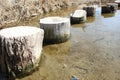 Standing in the river along the shore stumps