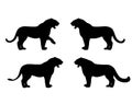 Standing and roaring tiger, lioness and snow leopard black vector silhouette set