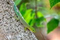 Standing`s day gecko, Phelsuma standingi, Zombitse-Vohibasia, Madagascar