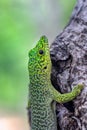 Standing`s day gecko, Phelsuma standingi, Zombitse-Vohibasia, Madagascar wildlife