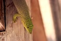 Standing`s day gecko Phelsuma standingi