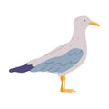 Standing Seagull as Seabird and Traditional Istanbul Symbol Vector Illustration