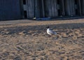 Standing seagull on the beach on the background sand