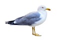 Standing Seagull isolated Royalty Free Stock Photo