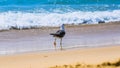 Standing seagull portrait against blue sea shore.