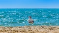 Standing seagull portrait against blue sea shore. Royalty Free Stock Photo