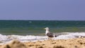 Standing seagull portrait against blue sea shore.