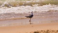 Standing seagull portrait against blue sea shore. Royalty Free Stock Photo