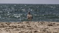 Standing seagull portrait against blue sea shore. Royalty Free Stock Photo