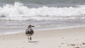 Standing seagull portrait against blue sea shore. Royalty Free Stock Photo