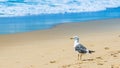 Standing seagull portrait against blue sea shore. Royalty Free Stock Photo