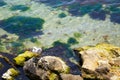 Standing Seagull by the sea Royalty Free Stock Photo