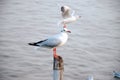 Standing Seagull