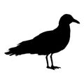 Standing Seagull Vector Silhouette Illustration Royalty Free Stock Photo