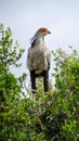 Standing Secretary Bird in Africa