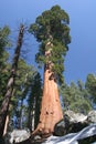 Standing beside the Sequoia Royalty Free Stock Photo