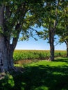 Standing in the Shade of a Tall Tree Royalty Free Stock Photo