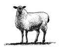 Standing sheep Royalty Free Stock Photo