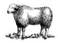 Standing sheep Royalty Free Stock Photo