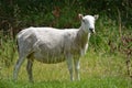 Standing sheep looking at the camera Royalty Free Stock Photo