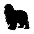 Standing On a Side View Bearded Collie ,Dogs, Silhouette, United States