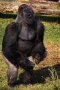 Standing Silverback Gorilla showing his power