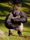 Standing Silverback Gorilla